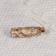 Crocidosema plebejana (Cotton Tipworm Moth) at Melba, ACT - 11 Nov 2020 by kasiaaus