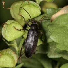 Homotrysis sp. (genus) (Darkling beetle) at Melba, ACT - 11 Nov 2020 by kasiaaus