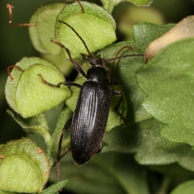 Homotrysis sp. (genus) (Darkling beetle) at Melba, ACT - 11 Nov 2020 by kasiaaus
