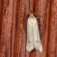 Philobota productella (Pasture Tunnel Moth) at Melba, ACT - 11 Nov 2020 by kasiaaus