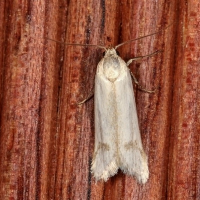 Philobota productella (Pasture Tunnel Moth) at Melba, ACT - 11 Nov 2020 by kasiaaus