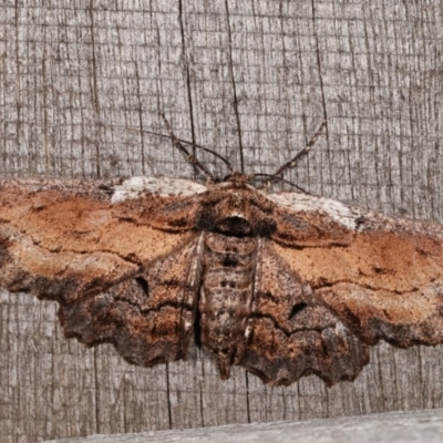 Pholodes sinistraria (Sinister or Frilled Bark Moth) at Melba, ACT - 11 Nov 2020 by kasiaaus