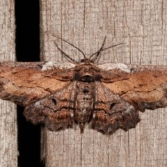 Pholodes sinistraria at Melba, ACT - 11 Nov 2020