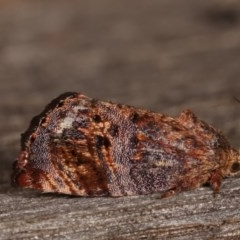 Peritropha oligodrachma (A twig moth) at Melba, ACT - 11 Nov 2020 by kasiaaus