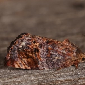 Peritropha oligodrachma at Melba, ACT - 11 Nov 2020 10:15 PM