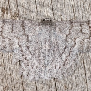 Crypsiphona ocultaria at Melba, ACT - 11 Nov 2020