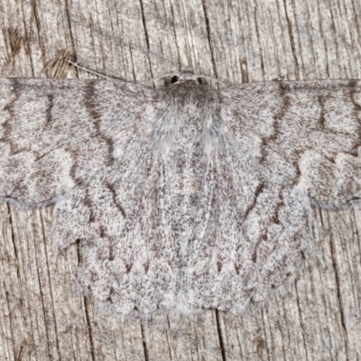 Crypsiphona ocultaria (Red-lined Looper Moth) at Melba, ACT - 11 Nov 2020 by kasiaaus