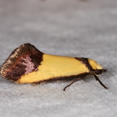 Crepidosceles exanthema (A Concealer moth) at Melba, ACT - 11 Nov 2020 by kasiaaus