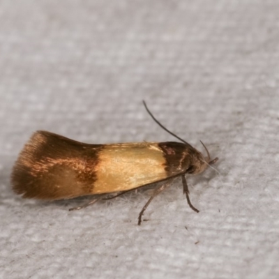 Oecophoridae (family) (Unidentified Oecophorid concealer moth) at Melba, ACT - 11 Nov 2020 by kasiaaus