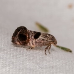 Eupselia beatella (Hypertrophidae) at Melba, ACT - 11 Nov 2020 by kasiaaus