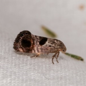 Eupselia beatella at Melba, ACT - 11 Nov 2020