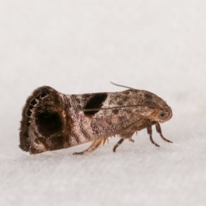 Eupselia beatella at Melba, ACT - 11 Nov 2020