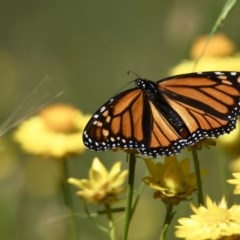 Danaus plexippus (Monarch) at Burra, NSW - 17 Nov 2020 by epic