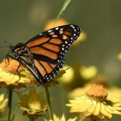 Danaus plexippus at Burra, NSW - 17 Nov 2020