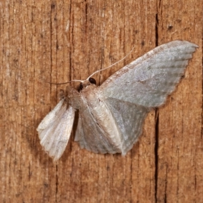 Poecilasthena pulchraria (Australian Cranberry Moth) at Melba, ACT - 11 Nov 2020 by kasiaaus