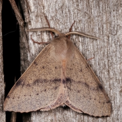 Arhodia lasiocamparia (Pink Arhodia (Oenochrominae)) at Melba, ACT - 11 Nov 2020 by kasiaaus