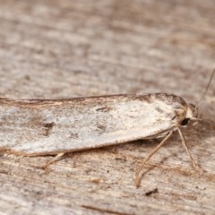 Philobota productella (Pasture Tunnel Moth) at Melba, ACT - 11 Nov 2020 by kasiaaus