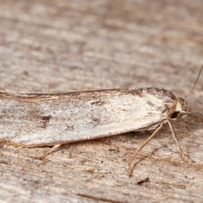 Philobota productella (Pasture Tunnel Moth) at Melba, ACT - 11 Nov 2020 by kasiaaus