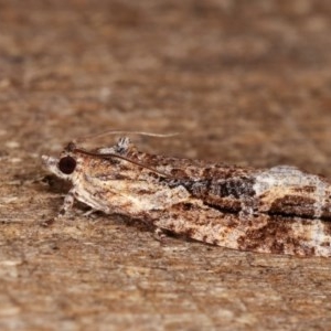 Thrincophora lignigerana at Melba, ACT - 11 Nov 2020