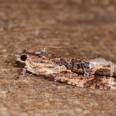 Thrincophora lignigerana (A Tortricid moth) at Melba, ACT - 11 Nov 2020 by kasiaaus