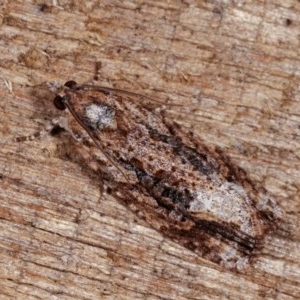 Thrincophora lignigerana at Melba, ACT - 11 Nov 2020