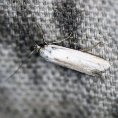 Philobota productella (Pasture Tunnel Moth) at O'Connor, ACT - 10 Nov 2020 by ibaird