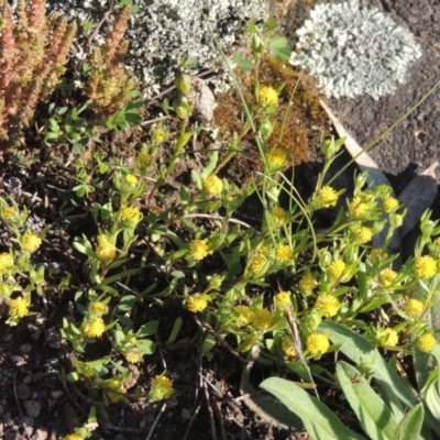 Triptilodiscus pygmaeus (Annual Daisy) at Tuggeranong Hill - 20 Oct 2020 by michaelb