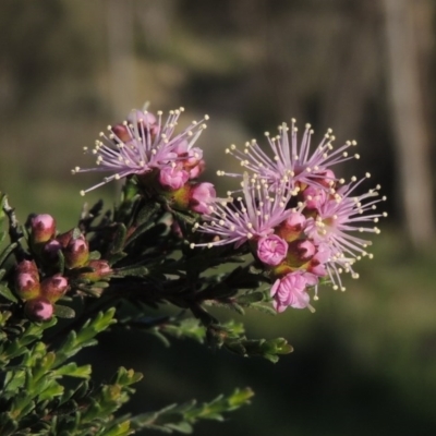 Kunzea parvifolia (Violet Kunzea) at Conder, ACT - 20 Oct 2020 by michaelb