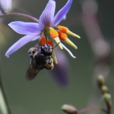 Lasioglossum sp. (genus) (Furrow Bee) at Hughes Grassy Woodland - 18 Nov 2020 by LisaH