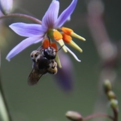 Lasioglossum sp. (genus) (Halictid bee) at Hughes, ACT - 18 Nov 2020 by LisaH