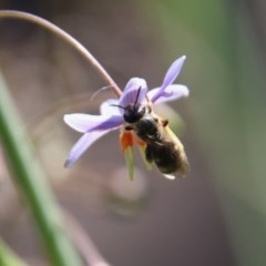 Lasioglossum sp. (genus) at Hughes, ACT - 18 Nov 2020 11:08 AM