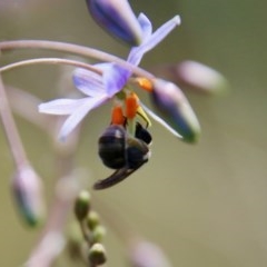 Lasioglossum sp. (genus) at Hughes, ACT - 18 Nov 2020