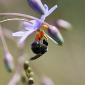 Lasioglossum sp. (genus) at Hughes, ACT - 18 Nov 2020 11:08 AM