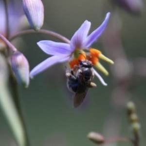 Lasioglossum sp. (genus) at Hughes, ACT - 18 Nov 2020 11:08 AM