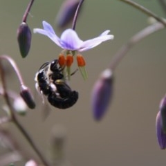 Lasioglossum sp. (genus) at Hughes, ACT - 18 Nov 2020