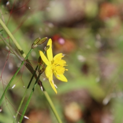 Tricoryne elatior (Yellow Rush Lily) at Hughes, ACT - 18 Nov 2020 by LisaH