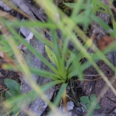 Tricoryne elatior at Hughes, ACT - 18 Nov 2020