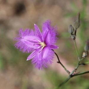 Thysanotus tuberosus subsp. tuberosus at Hughes, ACT - 18 Nov 2020