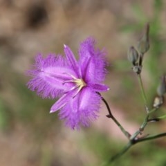 Thysanotus tuberosus subsp. tuberosus (Common Fringe-lily) at Red Hill Nature Reserve - 18 Nov 2020 by LisaH