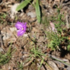 Thysanotus tuberosus subsp. tuberosus at Hughes, ACT - 18 Nov 2020