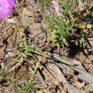 Thysanotus tuberosus subsp. tuberosus at Hughes, ACT - 18 Nov 2020