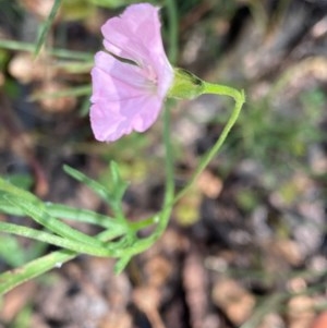 Convolvulus angustissimus subsp. angustissimus at Hughes, ACT - 17 Nov 2020 02:15 PM