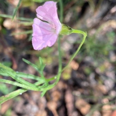 Convolvulus angustissimus subsp. angustissimus (Australian Bindweed) at Hughes, ACT - 17 Nov 2020 by LisaH