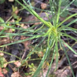 Convolvulus angustissimus subsp. angustissimus at Hughes, ACT - 17 Nov 2020 02:15 PM