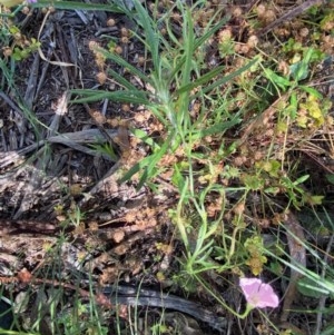 Convolvulus angustissimus subsp. angustissimus at Hughes, ACT - 17 Nov 2020