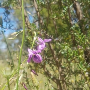 Arthropodium fimbriatum at Conder, ACT - 18 Nov 2020