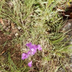 Thysanotus tuberosus subsp. tuberosus (Common Fringe-lily) at Fraser, ACT - 17 Nov 2020 by Rosie