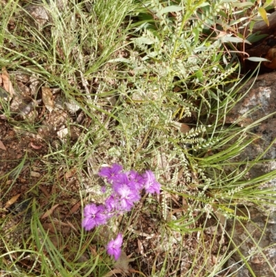 Thysanotus tuberosus subsp. tuberosus (Common Fringe-lily) at Fraser, ACT - 17 Nov 2020 by Rosie