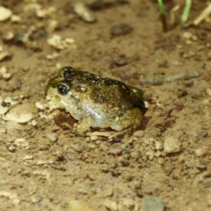 Neobatrachus sudellae at Majura, ACT - 16 Nov 2020 09:06 PM