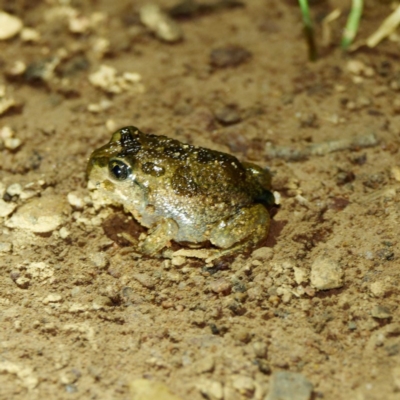 Neobatrachus sudellae (Sudell's Frog or Common Spadefoot) at Majura, ACT - 16 Nov 2020 by DPRees125